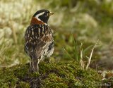 Lappspurv, adult hann i sommerdrakt
Lapland Longspur - Calcarius lapponicus