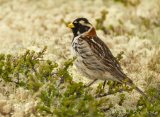 Lappspurv, adult hann i sommerdrakt
Lapland Longspur - Calcarius lapponicus