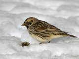 Lappspurv, 2K hann i vårdrakt
Lapland Longspur - Calcarius lapponicus