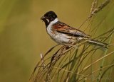 Sivspurv, adult hann
Common Reed Bunting - Emberiza schoeniclus