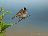 Sivspurv, adult hann
Common Reed Bunting - Emberiza schoeniclus