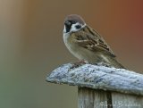 Pilfink, adult
Eurasian Tree Sparrow - Passer montanus