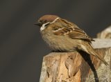Pilfink, adult
Eurasian Tree Sparrow - Passer montanus