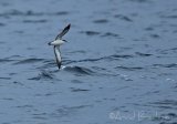 Havlire, adult
Manx shearwater - Puffinus puffinus