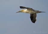 Havsule, 3K
Northern Gannet - Morus bassanus