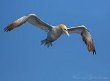 Havsule, adult
Northern Gannet - Morus bassanus