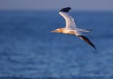 Havsule, adult
Northern Gannet - Morus bassanus