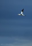 Havsule, adult
Northern Gannet - Morus bassanus