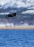 Storskarv, vinterdrakt
Great Cormorant - Phalacrocorax carbo
