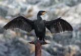 Storskarv, adult i vinterdrakt
Great Cormorant - Phalacrocorax carbo
