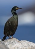 Toppskarv, adult i hekkedrakt
Shag - Phalacrocorax aristotelis