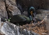 Toppskarv, adult og pullus
Shag - Phalacrocorax aristotelis