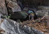 Toppskarv, adult og pullus
Shag - Phalacrocorax aristotelis