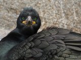 Toppskarv, adult i hekkedrakt
Shag - Phalacrocorax aristotelis