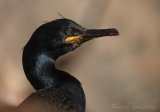 Toppskarv, adult i hekkedrakt
Shag - Phalacrocorax aristotelis