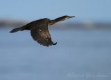 Toppskarv, juvenil (1K)
European Shag - Phalacrocorax aristotelis