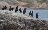 Toppskarv, adult og juvenil 
European Shag - Phalacrocorax aristotelis