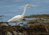 Egretthegre, juvenil (1K) i vinterdrakt
Great egret - Ardea alba