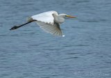 Egretthegre, juvenil (1K) i vinterdrakt
Great egret - Ardea alba