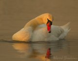 Knoppsvane, adult
Mute Swan - Cygnus olor