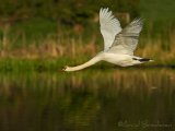 Knoppsvane, adult
Mute Swan - Cygnus olor