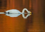 Sangsvane, adult
Whooper swan - Cygnus cygnus