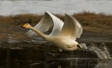 Sangsvane, adult
Whooper swan - Cygnus cygnus