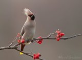 Sidensvans, adult
Bohemian Waxwing - Bombycilla garrulus