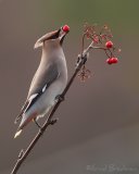 Sidensvans, adult
Bohemian Waxwing - Bombycilla garrulus