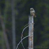Haukugle, adult
Northern Hawk-Owl - Surnia ulula