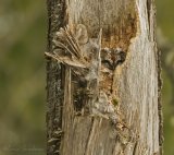 Kattugle, adult
Tawny Owl - Strix aluco