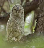 Kattugle, juvenil (1K)
Tawny Owl - Strix aluco
