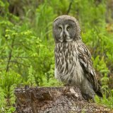 Lappugle, adult
Great Grey Owl - Strix nebulosa