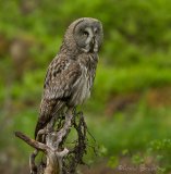 Lappugle, adult
Great Grey Owl - Strix nebulosa