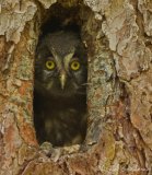 Perleugle, juvenil
Boreal Owl - Aegolius funereus