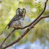 Perleugle, adult
Boreal Owl - Aegolius funereus