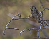 Perleugle, adult
Boreal Owl - Aegolius funereus