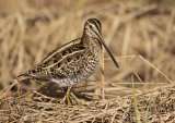 Enkeltbekkasin, adult
Common Snipe - Gallinago gallinago