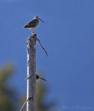 Enkeltbekkasin, adult
Common Snipe - Gallinago gallinago