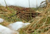 Enkeltbekkasin, adult
Common Snipe - Gallinago gallinago