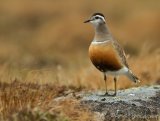 Boltit, adult hann i sommerdrakt
Eurasian Dotterel - Charadrius morinellus