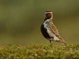 Heilo, adult
European Golden Plover - Pluvialis apricaria