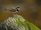 Sandlo, adult hann
Ringed Plover - Charadrius hiaticula