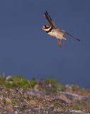 Sandlo, adult hann
Ringed Plover - Charadrius hiaticula