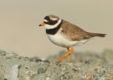 Sandlo, adult hann
Ringed Plover - Charadrius hiaticula