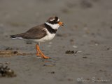 Sandlo, adult hann
Ringed Plover - Charadrius hiaticula