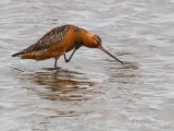 Lappspove, adult hann i sommerdrakt
Bar-tailed Godwit - Limosa lapponica