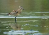 Lappspove, juvenil (1K) høst
Bar-tailed Godwit - Limosa lapponica