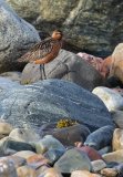 Lappspove, adult hann i sommerdrakt
Bar-tailed Godwit - Limosa lapponica