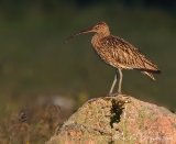 Storspove, adult
Eurasian Curlew - Numenius arquata